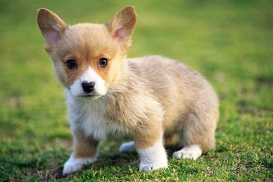 Bulldog Puppies Wallpapers Wallpapers English Bulldog Puppies Free ...