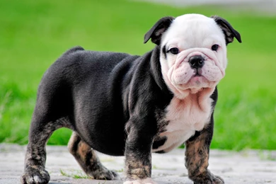 Bulldog Puppies   Wallpaper.
