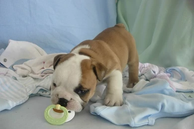 Bulldog Puppies