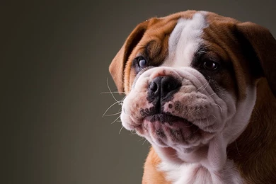 Pretty Bulldog Puppy Wallpapers
