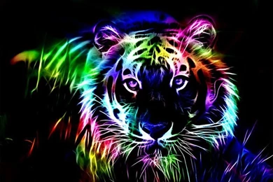 Colorful Tiger Wallpapers