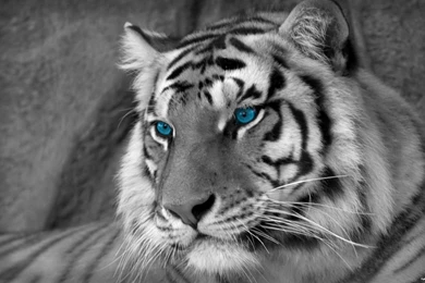 Cool White Tigers Wallpapers High Definition