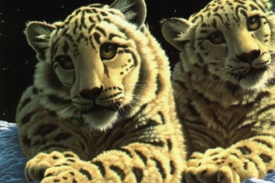 Tigers Big Animals Cats Bengal Wild Tiger Cats Cool Wallpapers ...