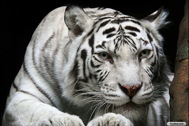 30 Most Beautiful Tiger Pictures That Will Inspire You