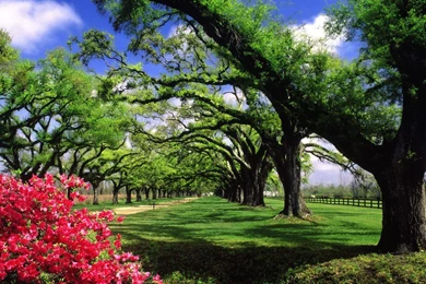 Beautiful Backgrounds