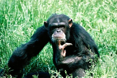 Chimpanzee Wallpapers   Animals Town