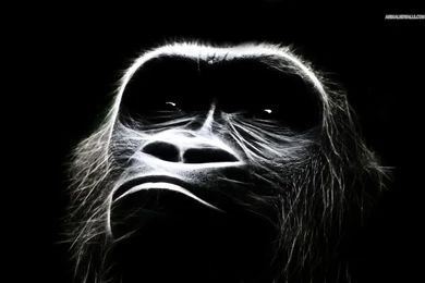 Chimpanzee Wallpapers   Wallpapers Cave