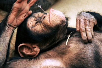 47 Chimpanzee HD Wallpapers