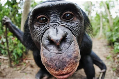 Chimpanzee HD Wallpapers