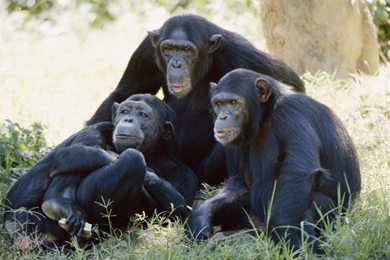 Picture Of Chimpanzee Free Wallpapers