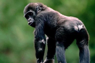 Chimpanzee Computer Wallpapers, Desktop Backgrounds