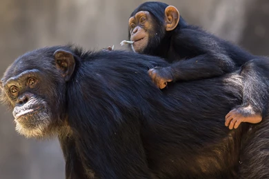 Justpict.com Cute Chimpanzee Wallpapers