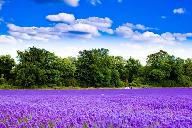 Lavender Field Wallpapers   Nature Wallpapers