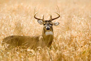 18+ Best HD Whitetail Deer Wallpapers