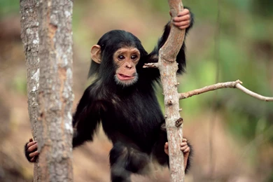 Chimpanzee HD Wallpapers   Desktop HD Backgrounds