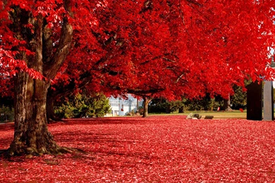 Red Tree Desktop Wallpapers   HD Wallpaper Backgrounds Of Your Choice