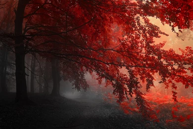 Extra Wallpapers   Red Tree