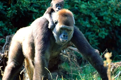 Chimpanzee 1600x1200 Wallpapers,Others 1600x1200 Wallpapers ...