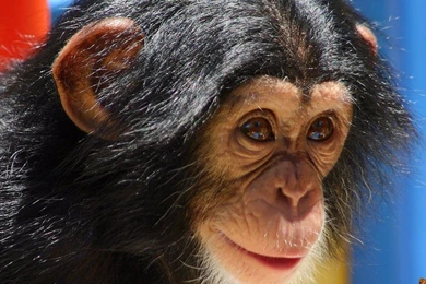 Monkey HD Wallpaper Images Pictures Photos Download Page 1