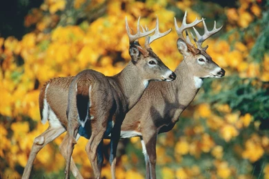 White Tail Deer Flowers Forest Animals Bucks Nature Deer Wallpapers ...