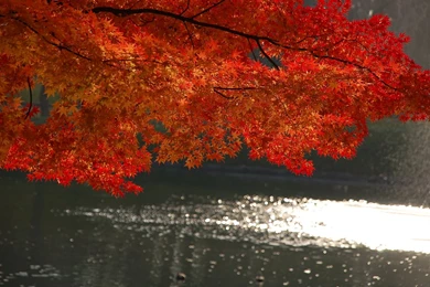 1024x679 Red Tree Desktop PC And Mac Wallpapers