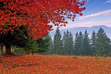 YouWall   Autumn Red Tree Wallpapers   Wallpaper,wallpapers,free ...