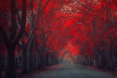 Red Tree Autumn Art Road High Resolution 2560×1440 Desktop ...