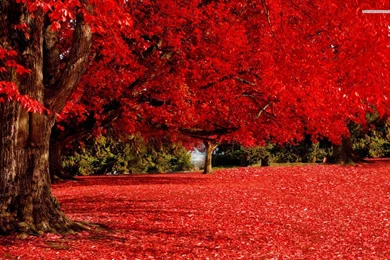 Red Tree In The Autumn Wallpapers