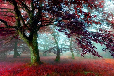 Red Tree   (