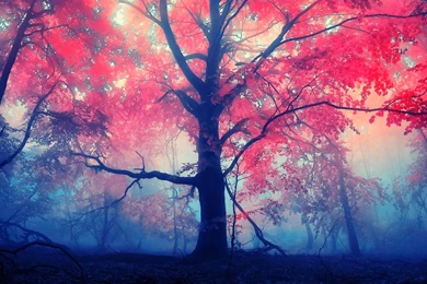 Red Leaves Tree Wallpapers