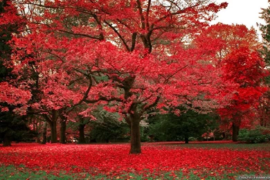 Beautiful Autumn Wallpapers 3   Seasonal   Crazy Frankenstein