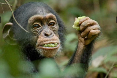 Chimpanzee disney Picture, Chimpanzee disney Photo, Chimpanzee ...