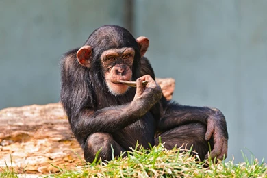 Chimpanzee Wallpapers