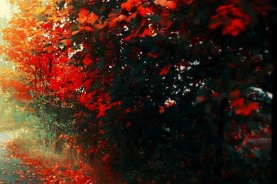 Red Trees HD Desktop Wallpapers : Mobile : Dual Monitor