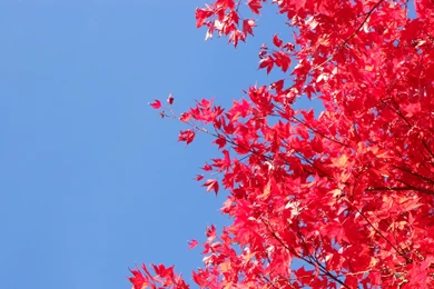 Red_tree leaf wallpaper 156237.jpg