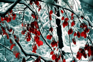 Snow Covered Red Tree HD Desktop Wallpapers : High Definition ...