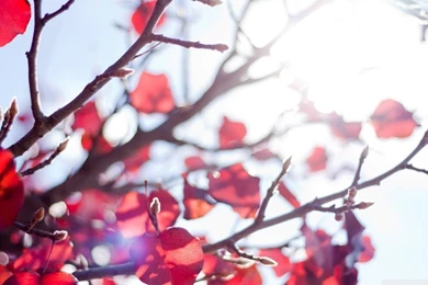 Sunshine Through A Red Tree HD Desktop Wallpapers : High Definition ...