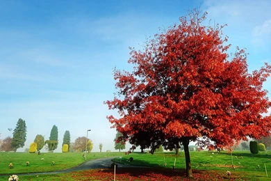 Red Tree Widescreen Wallpapers