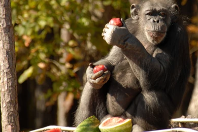 Chimpanzee HD Wallpapers