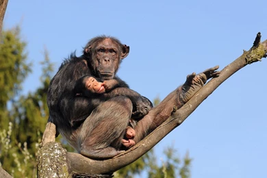 Chimpanzee >> HD Wallpaper, Get It Now!