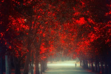 Red Trees   (