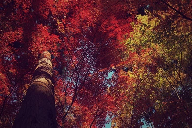 Red Leaves On The Tall Tree Wallpapers