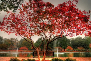 Beautiful Red Tree By A Pond In The Park Hdr Wallpapers For Desktop ...