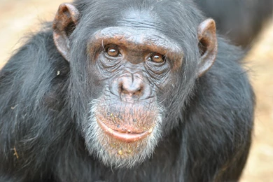 Picture Of Chimpanzee Awesome Wallpapers