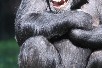 Chimpanzee Wallpaper, Animals / Wild: Chimpanzee, Couple, Cute ...