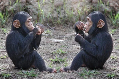 Chimpanzee Baby Wallpapers