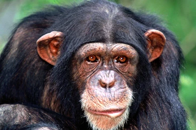 Chimpanzees Wallpapers   Pets Cute And Docile