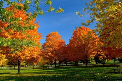 WnP: Wallpapers & Pictures: Beautiful Nature Red Tree Wallpapers