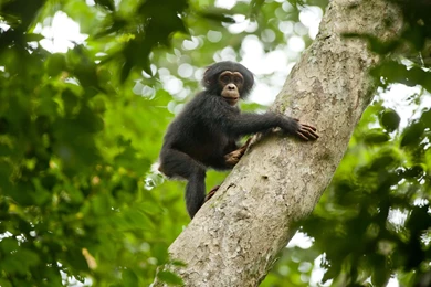 CHIMPANZEE TREE.jpg