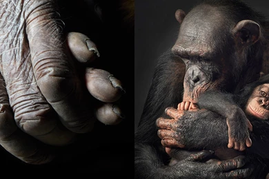 Chimpanzee Mother And Child Wallpapers